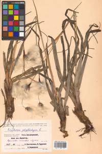 Eriophorum angustifolium subsp. angustifolium, Сибирь, Чукотка и Камчатка (S7) (Россия)