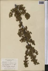 Ribes lacustre (Pers.) Poir., Америка (AMER) (Канада)