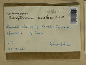 Brachythecium rivulare Schimp., Гербарий мохообразных, Мхи - Западная Сибирь (включая Алтай) (B15) (Россия)