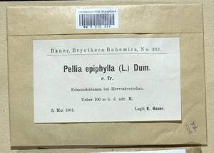 Pellia epiphylla (L.) Corda, Гербарий мохообразных, Мхи - Западная Европа (BEu) (Чехия)