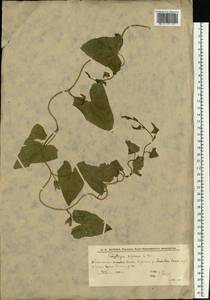 Повой заборный (L.) R.Br., Восточная Европа, Нижневолжский район (E9) (Россия)