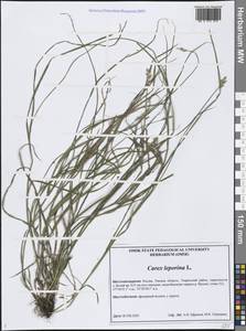Осока заячья L., Сибирь, Западная Сибирь (S1) (Россия)