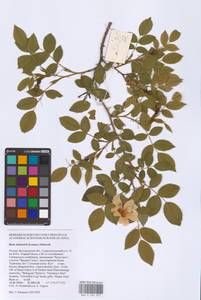 Шиповник бальзамический Besser, Восточная Европа, Центральный лесостепной район (E6) (Россия)