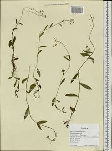 Незабудка, Сибирь, Западная Сибирь (S1) (Россия)