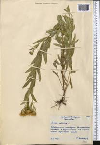 Pentanema salicinum (L.) D.Gut.Larr., Santos-Vicente, Anderb., E.Rico & M.M.Mart.Ort., Средняя Азия и Казахстан, Северный и Центральный Казахстан (M10) (Казахстан)