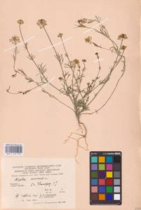 Чернушка полевая L., Восточная Европа, Западно-Украинский район (E13) (Украина)