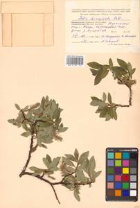 Ива растопыренная Pall., Сибирь, Прибайкалье и Забайкалье (S4) (Россия)