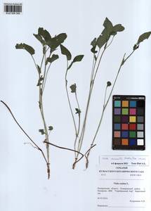 Viola canina subsp. ruppii (All.) Schübl. & G. Martens, Сибирь, Алтай и Саяны (S2) (Россия)