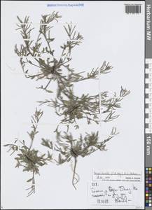 Braya humilis subsp. humilis, Средняя Азия и Казахстан, Северный и Центральный Тянь-Шань (M4) (Киргизия)