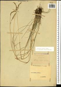 Koeleria eriostachya Pancic, Кавказ, Ставропольский край, Карачаево-Черкесия, Кабардино-Балкария (K1b) (Россия)