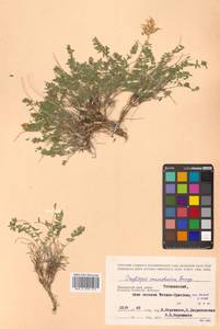 Oxytropis coerulea subsp. coerulea, Сибирь, Дальний Восток (S6) (Россия)