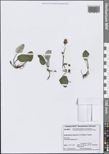 Эндоцеллион сибирский (J.F.Gmel.) J.Toman, Сибирь, Центральная Сибирь (S3) (Россия)