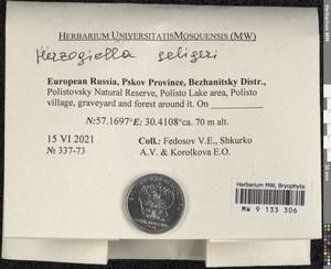 Herzogiella seligeri (Brid.) Z. Iwats., Гербарий мохообразных, Мхи - Новгородская и Псковская области (B5) (Россия)