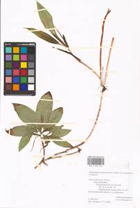 Potamogeton × angustifolius J.Presl, Восточная Европа, Волжско-Камский район (E7) (Россия)