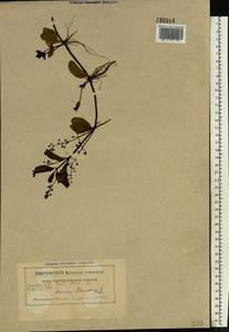 Вероника поточная L., Восточная Европа, Белоруссия (E3a) (Белоруссия)