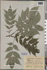 Бархат амурский Rupr., Сибирь, Дальний Восток (S6) (Россия)