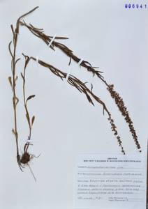 Вероника льнянколистная Pall. ex Link, Сибирь, Дальний Восток (S6) (Россия)