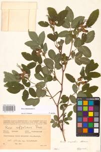 Шиповник майский Herrm., Восточная Европа, Средневолжский район (E8) (Россия)