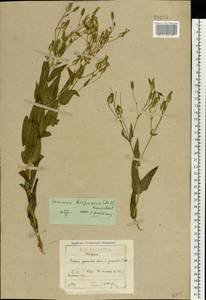 Gypsophila vaccaria (L.) Sm., Восточная Европа, Северо-Западный район (E2) (Россия)