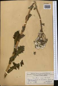 Осот шероховатый, Осот шершавый (L.) Hill, Средняя Азия и Казахстан, Джунгарский Алатау и Тарбагатай (M5) (Казахстан)