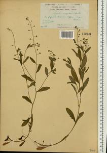 Незабудка рыхлая Lehm., Восточная Европа, Центральный лесостепной район (E6) (Россия)