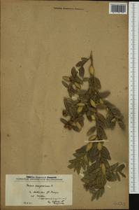 Самшит вечнозеленый, Самшит обыковенный L., Западная Европа (EUR) (Северная Македония)
