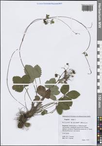 Земляника лесная L., Сибирь, Прибайкалье и Забайкалье (S4) (Россия)