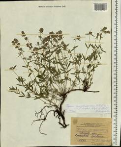 Thymus × dimorphus Klokov & Des.-Shost., Восточная Европа, Центральный лесостепной район (E6) (Россия)