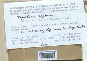 Lepidozia reptans (L.) Dumort., Гербарий мохообразных, Мхи - Пермский край, Удмуртия, Свердловская и Кировская области (B8) (Россия)