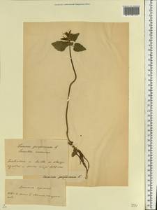 Яснотка пурпурная, Яснотка пурпуровая L., Восточная Европа, Белоруссия (E3a) (Белоруссия)