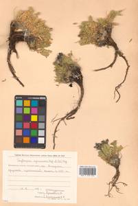 Остролодочник аянский (Regel & Tiling) Bunge, Сибирь, Чукотка и Камчатка (S7) (Россия)