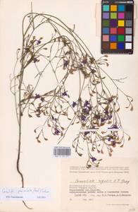 Delphinium consolida subsp. paniculatum (Host) N.Busch, Восточная Европа, Нижневолжский район (E9) (Россия)