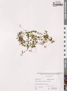 Линнея северная L., Сибирь, Чукотка и Камчатка (S7) (Россия)