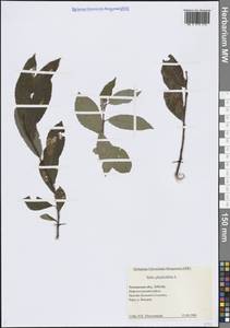 Ива филиколистная L., Сибирь, Западная Сибирь (S1) (Россия)