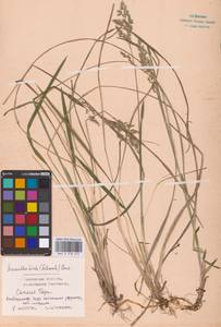 Anthoxanthum nitens (Weber) Y.Schouten & Veldkamp, Восточная Европа, Западный район (E3) (Россия)