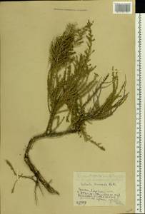 Caroxylon laricinum (Pall.) Tzvelev, Восточная Европа, Ростовская область (E12a) (Россия)