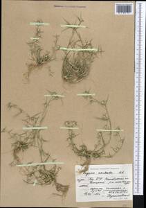 Sporobolus aculeatus (L.) P.M.Peterson, Средняя Азия и Казахстан, Прикаспийский Устюрт и Северное Приаралье (M8) (Казахстан)