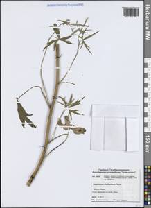 Живокость губоцветковая Fisch. ex DC., Сибирь, Центральная Сибирь (S3) (Россия)