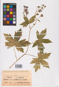 Живокость высокая L., Восточная Европа, Восточный район (E10) (Россия)