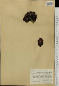 Androsace ochotensis Willd. ex Roem. & Schult., Сибирь, Чукотка и Камчатка (S7) (Россия)