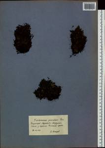 Crepidomanes parvulum (Poir.) Nivart, Senterre & Dubuisson, Сибирь, Дальний Восток (S6) (Россия)