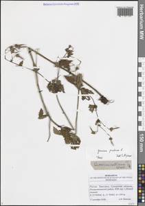 Герань луговая L., Восточная Европа, Средневолжский район (E8) (Россия)