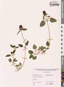 Черноголовка обыкновенная L., Сибирь, Чукотка и Камчатка (S7) (Россия)