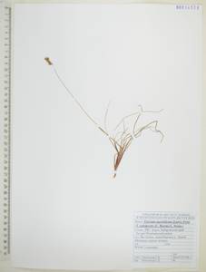 Koeleria subalpestris (Hartm.) Barberá, Quintanar, Soreng & P.M.Peterson, Сибирь, Дальний Восток (S6) (Россия)