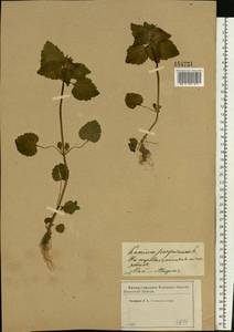 Яснотка пурпурная, Яснотка пурпуровая L., Восточная Европа, Западный район (E3) (Россия)