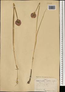 Лук скорода, Шнитт-лук L., Монголия (MONG) (Монголия)