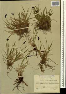 Carex aterrima subsp. medwedewii (Leskov) T.V.Egorova, Кавказ, Южная Осетия (K4b) (Южная Осетия)