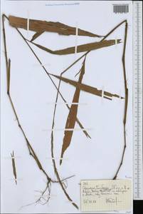 Poaceae, Африка (AFR) (Эфиопия)