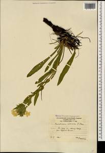 Гуния красивая (Willd. ex Roem. & Schult.) Greuter & Burdet, Кавказ, Южная Осетия (K4b) (Южная Осетия)