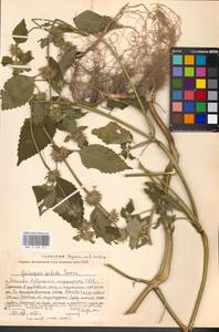 Пикульник двунадрезанный, Жабрей Boenn., Восточная Европа, Московская область и Москва (E4a) (Россия)